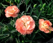 Tipos de Cravos - Flor (3)