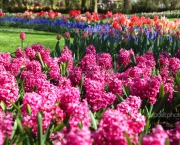 Beautiful blooming spring garden
