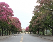 tudo-sobre-a-floracao-na-primavera (8)