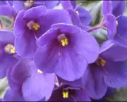 Tudo Sobre Violetas (2)