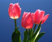 fotos-tulipas