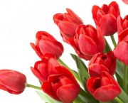 tulipa-vermelha