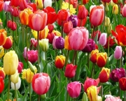 tulipas-coloridas-1