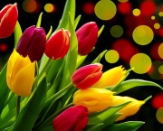 tulipas-coloridas-2