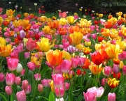 tulipas-coloridas-3