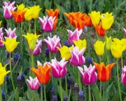 tulipas-coloridas-4