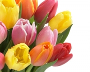 tulipas-coloridas-5