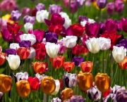 tulipas-coloridas-6