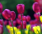 tulipas-coloridas-7