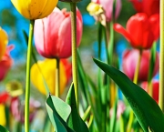 tulipas-coloridas-8