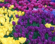 tulipas-coloridas-9