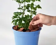 06-aprenda-a-transplantar-plantas-entre-vasos