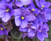 A Flor Violeta Africana (1)