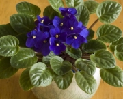 A Flor Violeta Africana (2)