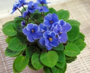 A Flor Violeta Africana (3)