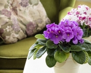 Como Plantar As Violetas Africanas (1)