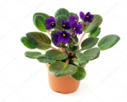 Como Plantar As Violetas Africanas (3)