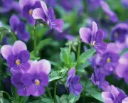 Como Plantar As Violetas Africanas (4)