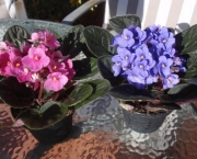 Como Plantar As Violetas Africanas (5)