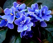 Como Plantar As Violetas Africanas (7)
