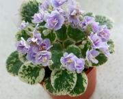Como Plantar As Violetas Africanas (8)
