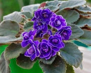 Como Plantar As Violetas Africanas (9)