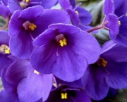 violetas-4
