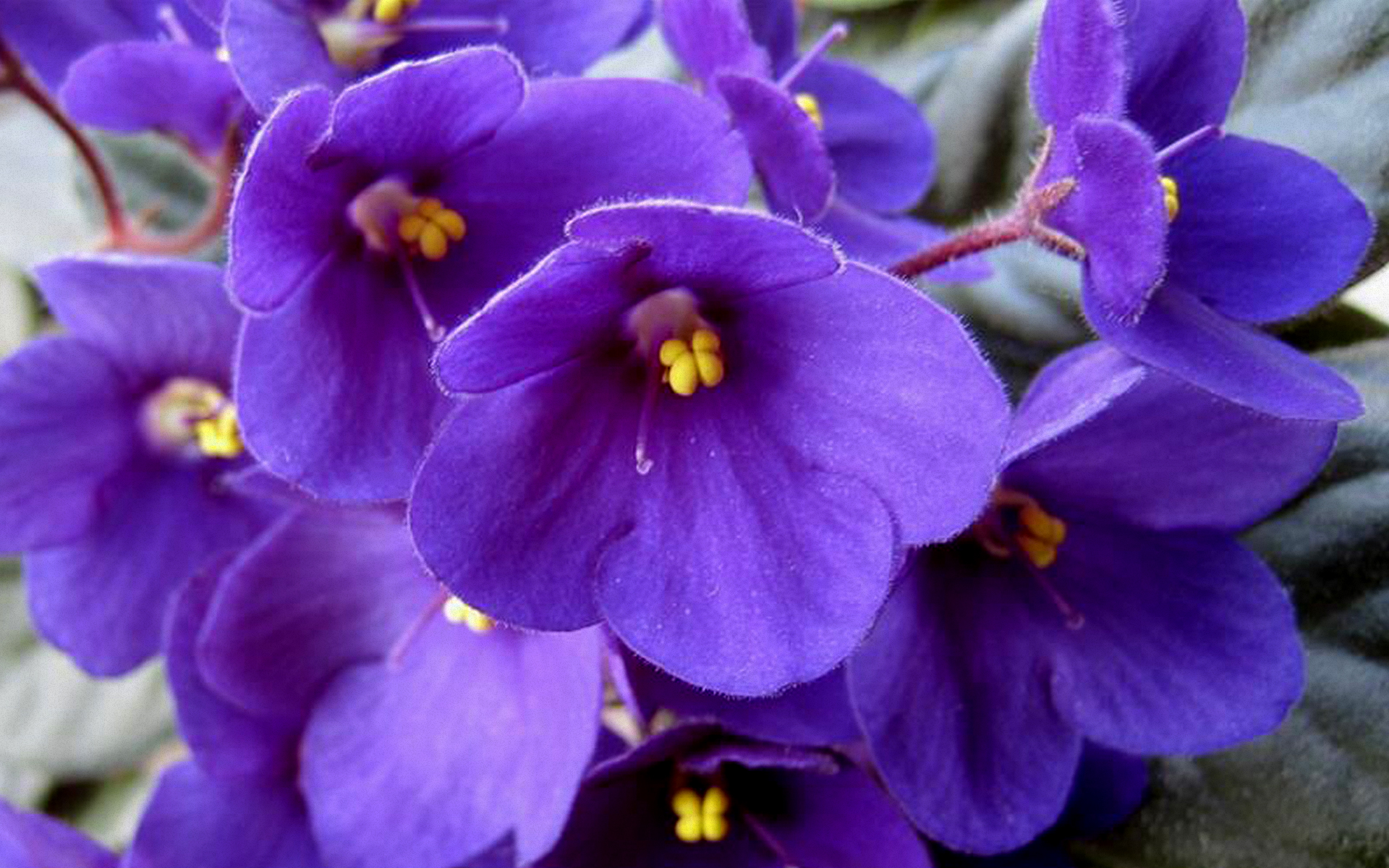 Descobrir 54+ imagem tudo sobre a flor violeta - br.thptnganamst.edu.vn