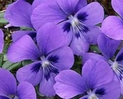 violetas-7
