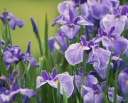 violetas-8