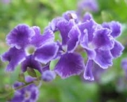 violetas-9