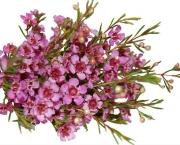 Waxflower_Summer_Pink