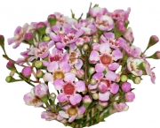 Waxflower_Winter_Pink