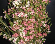 waxflower sweet sixteen