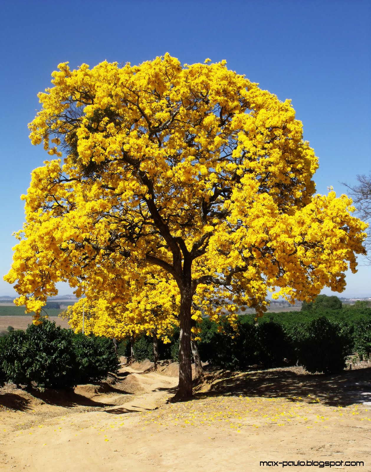 Ypê Amarelo - Roxo e Árvore | Flores - Cultura Mix