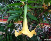 Zabumba - Flor (5)