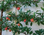 As Árvores Frutíferas Em Espaldeira (18)