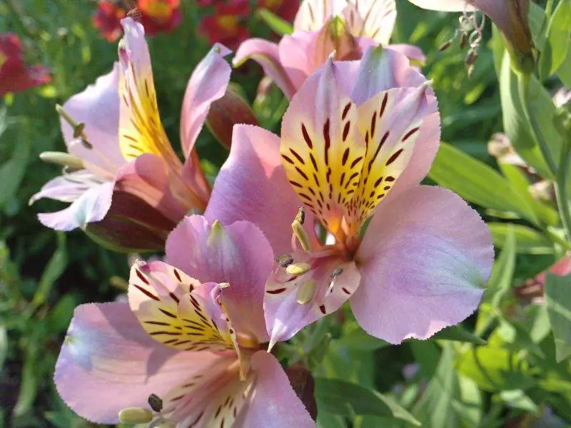 Astromélia – Flores