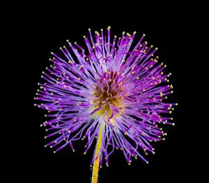 As 10 Melhores Fotos de Flores da Web