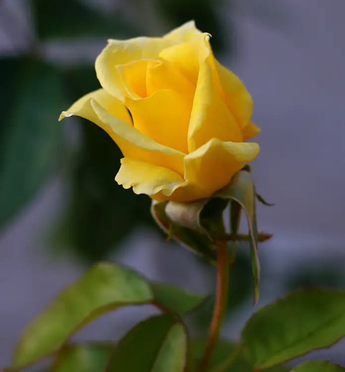 Rosa Amarela – Flores