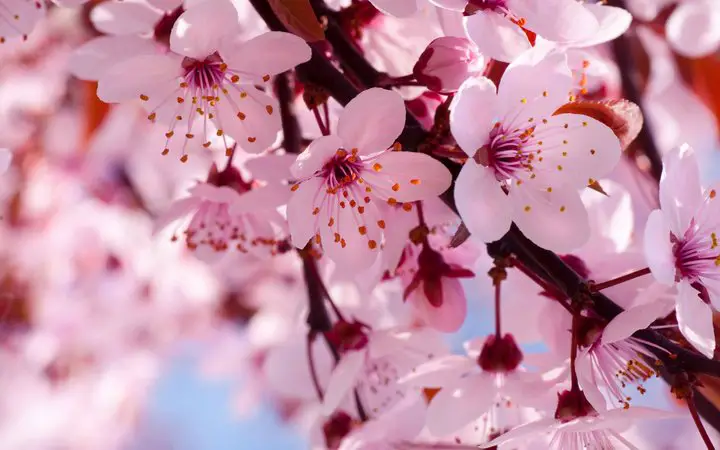 Cerejeira-japonesa-rosa