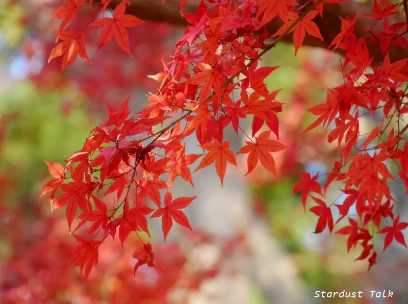 Momiji ou Acer