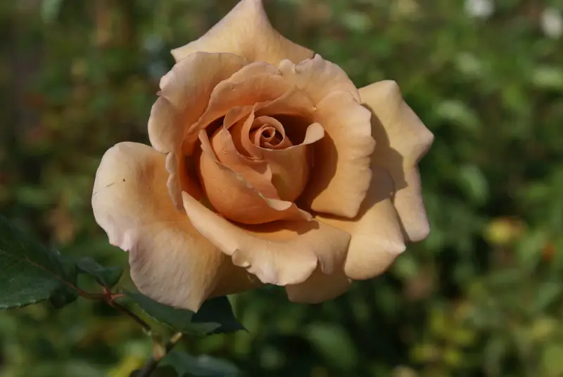 Rosa Castanha Chá – Marrom e Significado | Flores - Cultura Mix