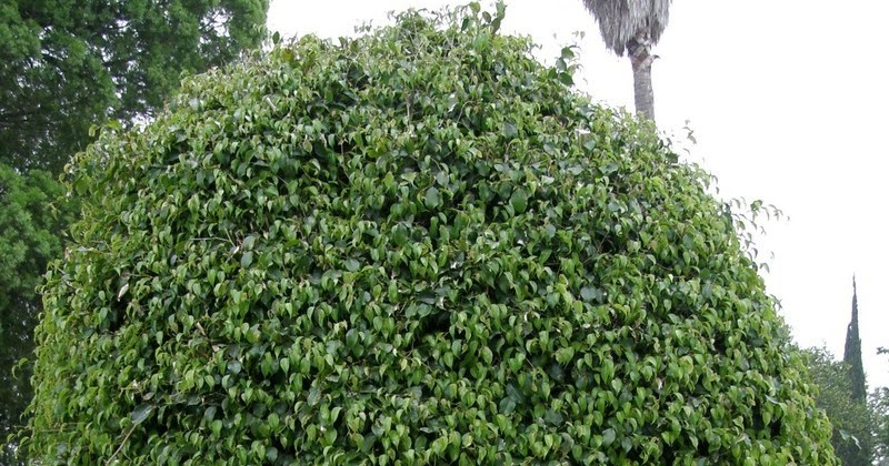Ficus benjamina – Figueira-benjamim