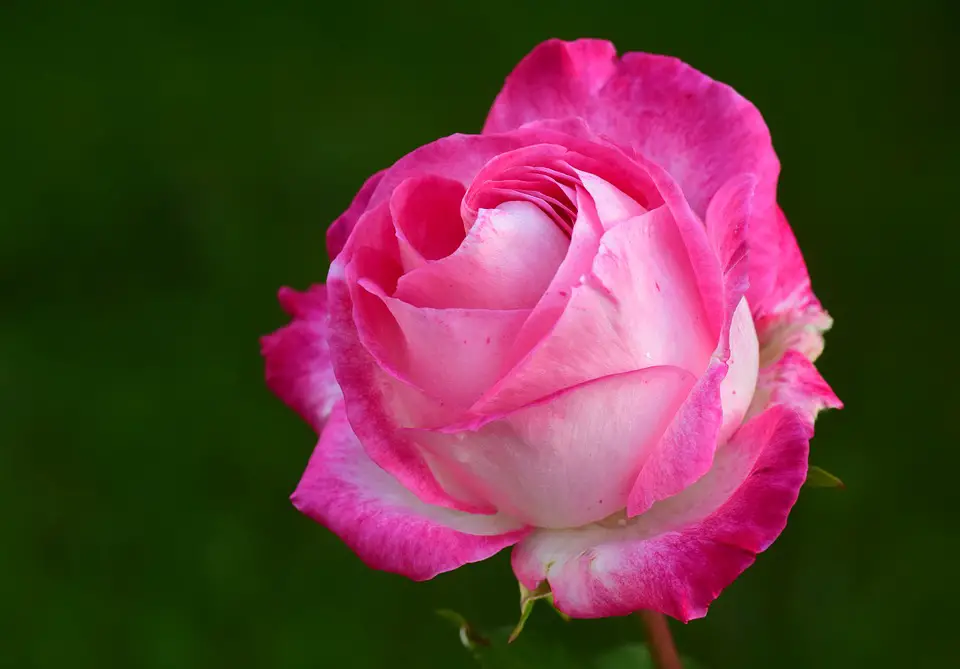 Rosa Cor de Rosa