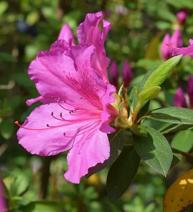 Azaléa Rosa - Planta e Foto | Flores - Cultura Mix