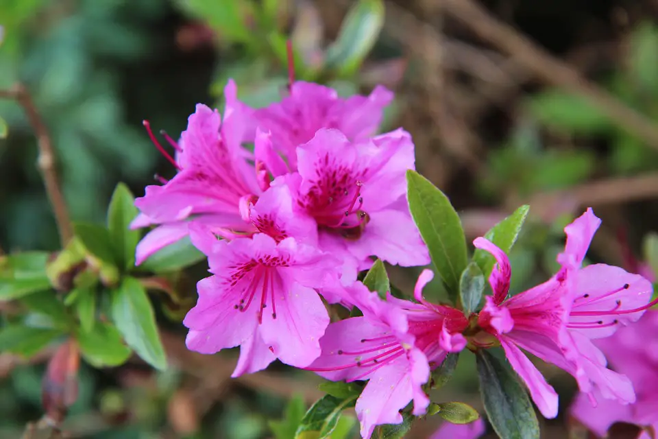 Azaléa Rosa - Planta e Foto | Flores - Cultura Mix