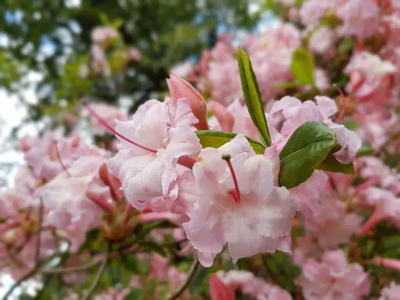 Azaléa Rosa - Planta e Foto | Flores - Cultura Mix