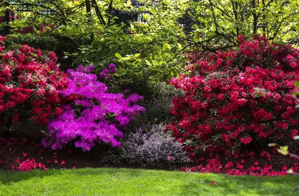 Azaléa Rosa - Planta e Foto | Flores - Cultura Mix