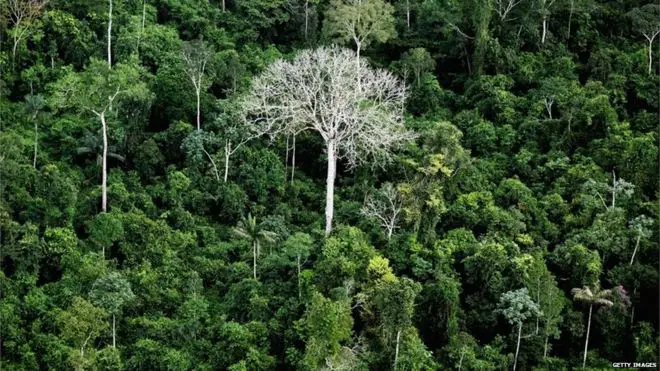 Árvore na Amazônia 